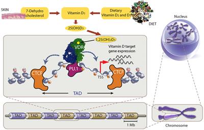 Vitamin D Genomics: From In Vitro to In Vivo